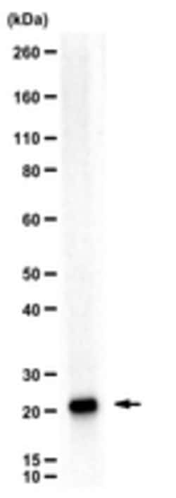 60S Ribosomal Protein L26 Rabbit anti-Human, Polyclonal, MilliporeSigma:Antibodies:Primary